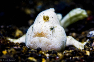 Small white frogfish on black sand Lembeh Strait by Greg Duncan 